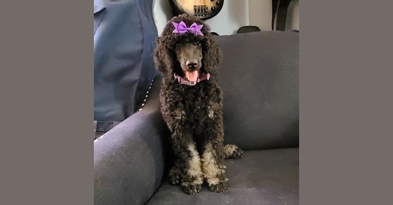 Phoebe, a Poodle (Standard) tested with EmbarkVet.com