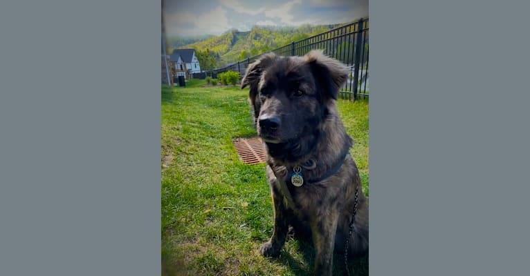 Photo of Juno, a Norwegian Elkhound, American Pit Bull Terrier, Boxer, and Golden Retriever mix in Cullowhee, North Carolina, USA