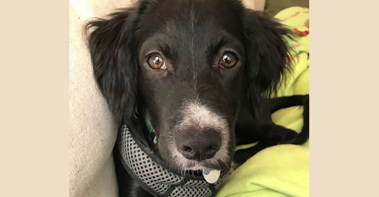 Lincoln, a Llewellin Setter and Great Pyrenees mix tested with EmbarkVet.com