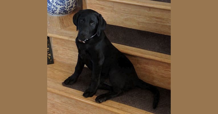Kira, a Labrador Retriever tested with EmbarkVet.com