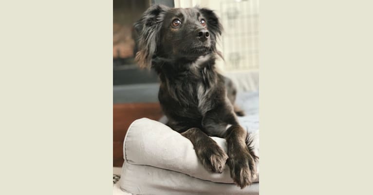 Embark Dog Dna Test Breed