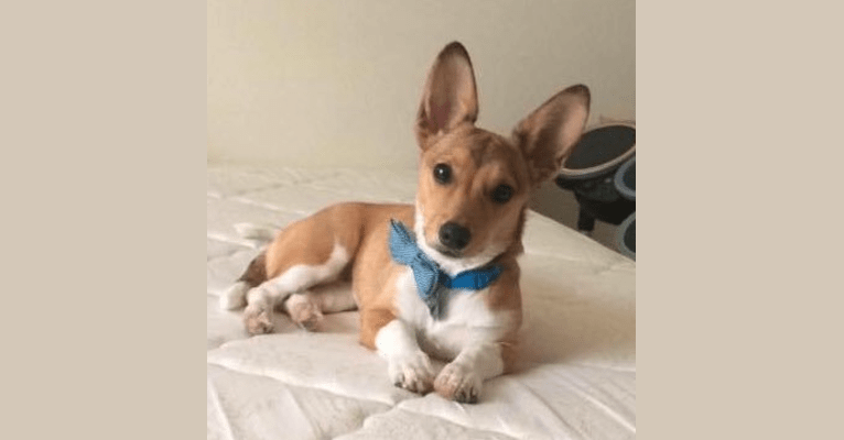 Corgi rat terrier mix new arrivals puppies
