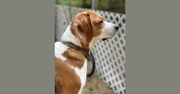 Boon, a Beagle (6.6% unresolved) tested with EmbarkVet.com