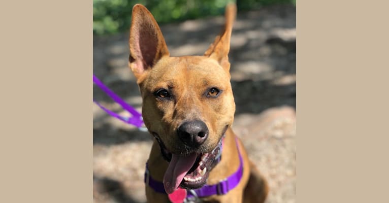 Embark Dog DNA Test Breed