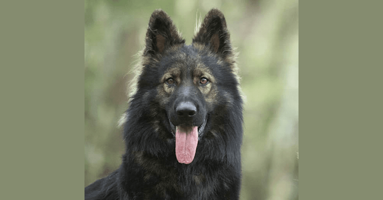 Reïko, a German Shepherd Dog tested with EmbarkVet.com