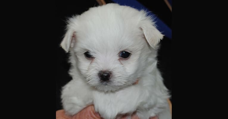 Holly, a Maltese (8.5% unresolved) tested with EmbarkVet.com