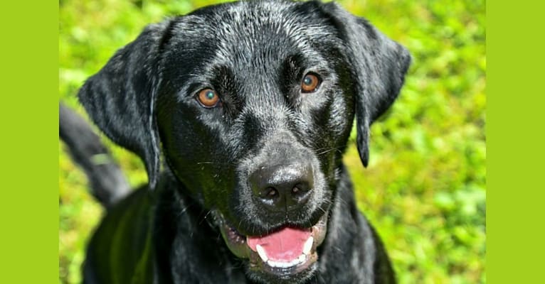 Maverick, a Labrador Retriever tested with EmbarkVet.com