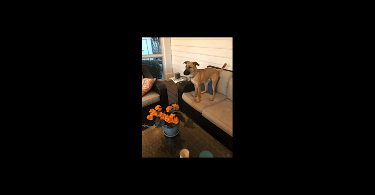 Beau, an American Pit Bull Terrier and Labrador Retriever mix tested with EmbarkVet.com
