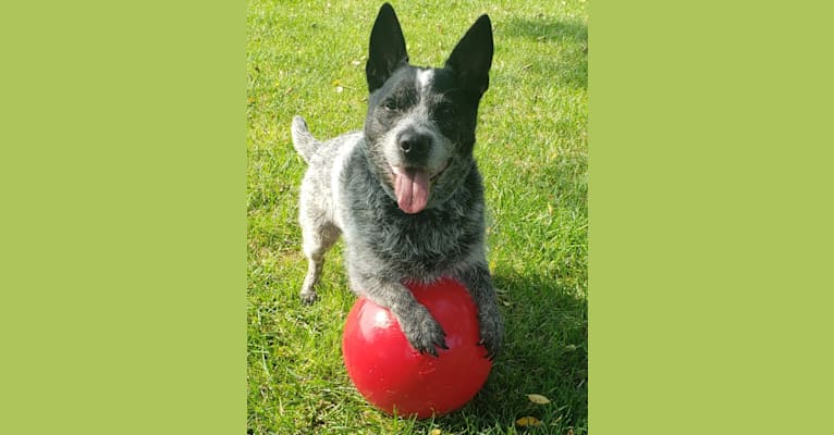 Scooter, an Australian Cattle Dog and West Highland White Terrier mix tested with EmbarkVet.com