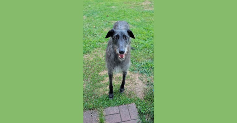 Peggy, a Scottish Deerhound tested with EmbarkVet.com