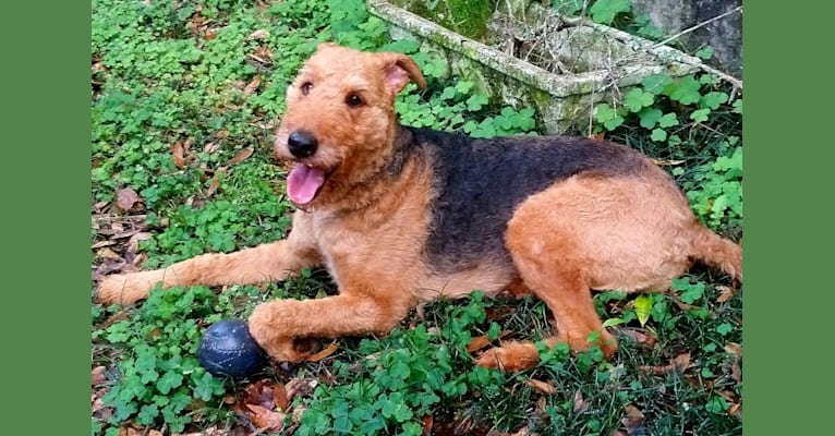 Photo of Paisley, an Airedale Terrier  in Alabama, USA