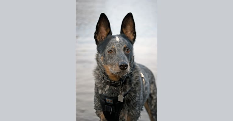 Jake, an Australian Cattle Dog and Collie mix tested with EmbarkVet.com