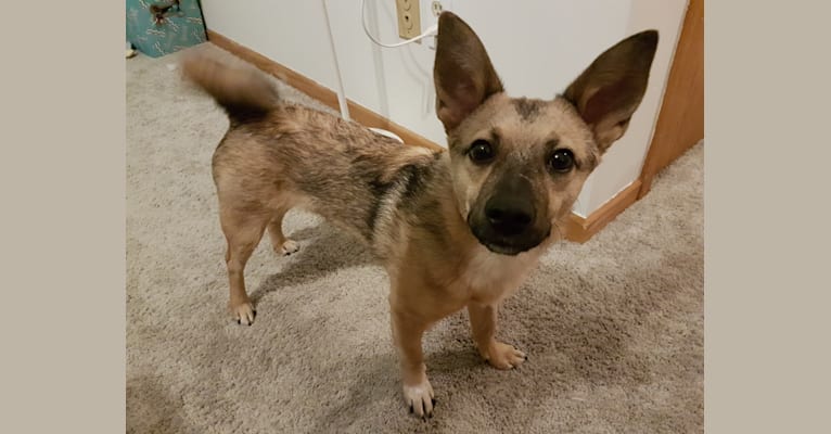 Murdock, a Japanese or Korean Village Dog tested with EmbarkVet.com