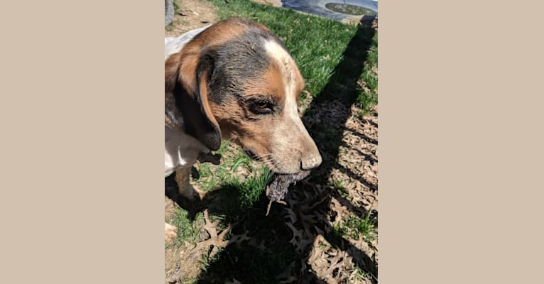 Otis, a Beagle tested with EmbarkVet.com