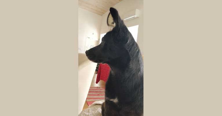 Ronja, a German Shepherd Dog and Labrador Retriever mix tested with EmbarkVet.com