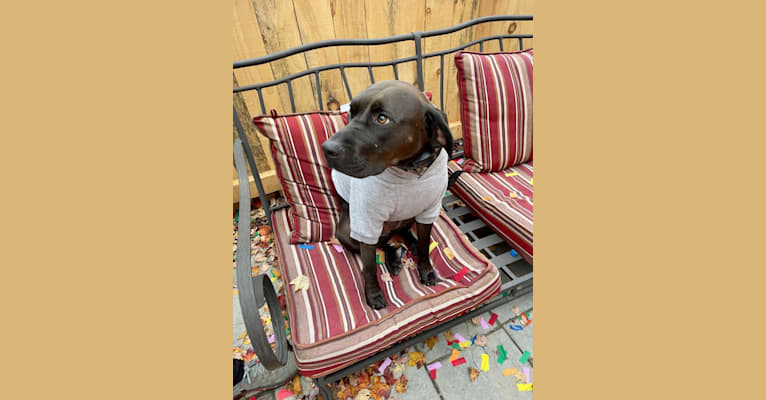 Photo of Bruna, an American Pit Bull Terrier and Black and Tan Coonhound mix in Jackson, Tennessee, USA