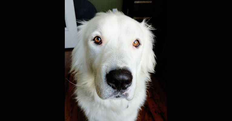 Photo of Bear, a Great Pyrenees, Labrador Retriever, and American Pit Bull Terrier mix in Lantana, Texas, USA