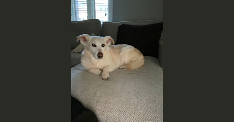 Charlie, a Chihuahua and Labrador Retriever mix tested with EmbarkVet.com