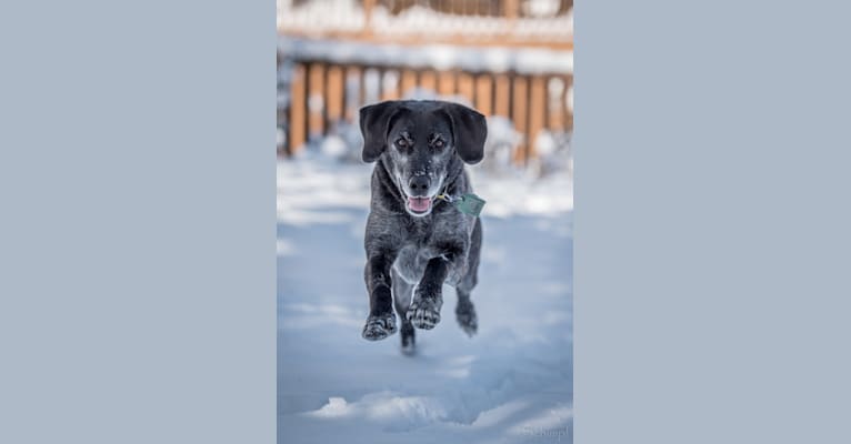 Photo of Schimpf's Addicted to the Game ("Addie"), a Labrador Retriever and German Shepherd Dog mix in Aurora, Illinois, USA