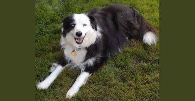 Embark Dog DNA Test Breed