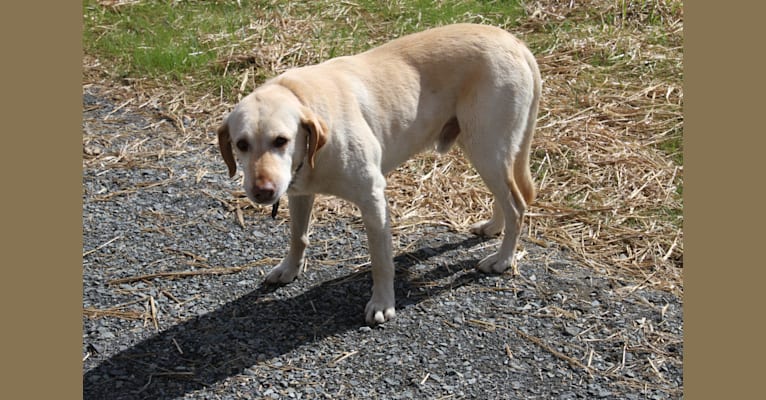 Finn, a Labrador Retriever and Australian Shepherd mix tested with EmbarkVet.com
