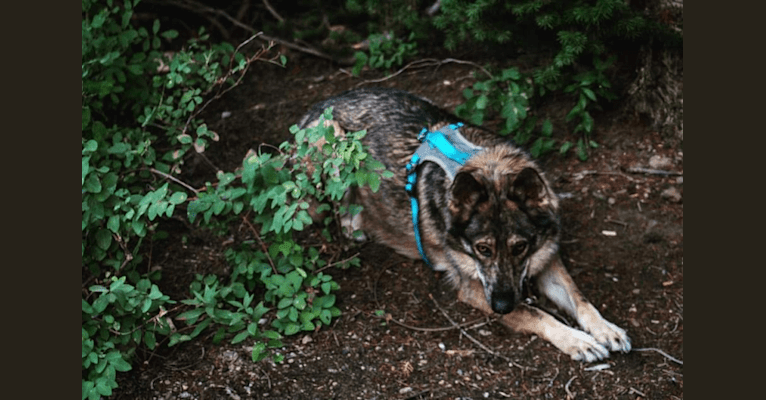 Riley, a German Shepherd Dog and Siberian Husky mix tested with EmbarkVet.com