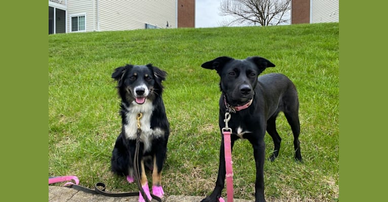 Photo of Nala, a Border Collie, American Pit Bull Terrier, Australian Shepherd, and Chow Chow mix in Maysville, Kentucky, USA