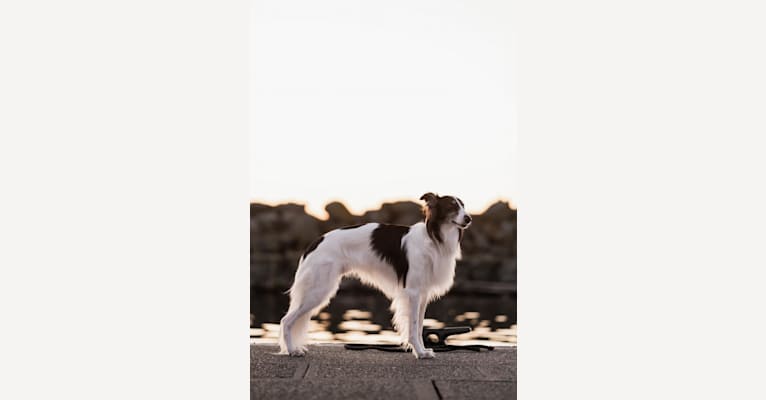 Photo of Mac, a Silken Windhound  in Redmond, WA, USA