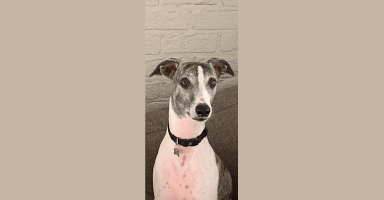 Theo, a Whippet and Greyhound mix tested with EmbarkVet.com