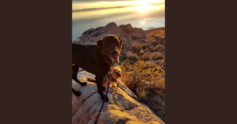 Skye, a Golden Retriever and Australian Cattle Dog mix tested with EmbarkVet.com
