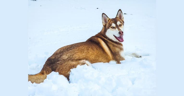Gambit, a Siberian Husky and Australian Shepherd mix tested with EmbarkVet.com