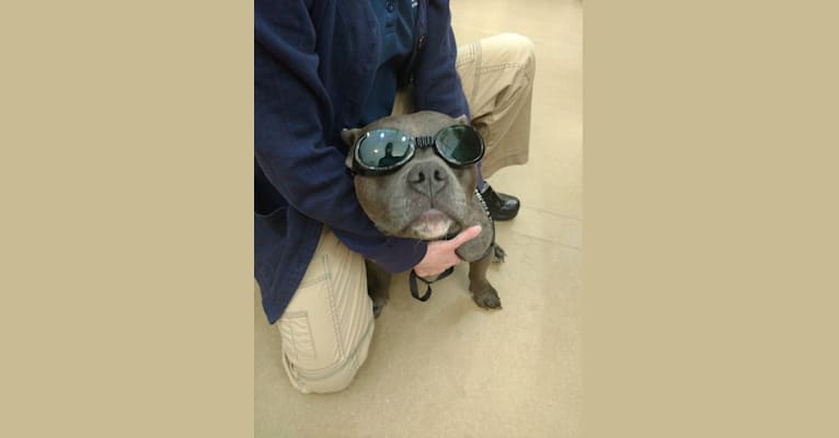 Cindy Lou Who, an American Bully tested with EmbarkVet.com