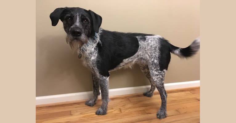 Piper, an Akita and German Wirehaired Pointer mix tested with EmbarkVet.com