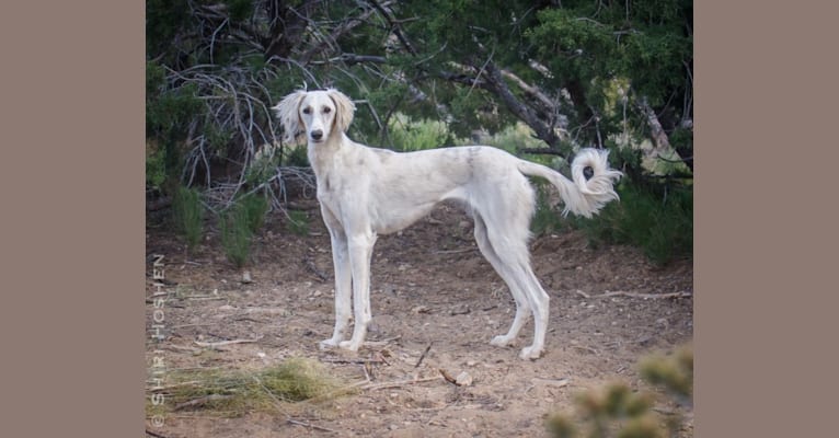 Silver, a Saluki tested with EmbarkVet.com