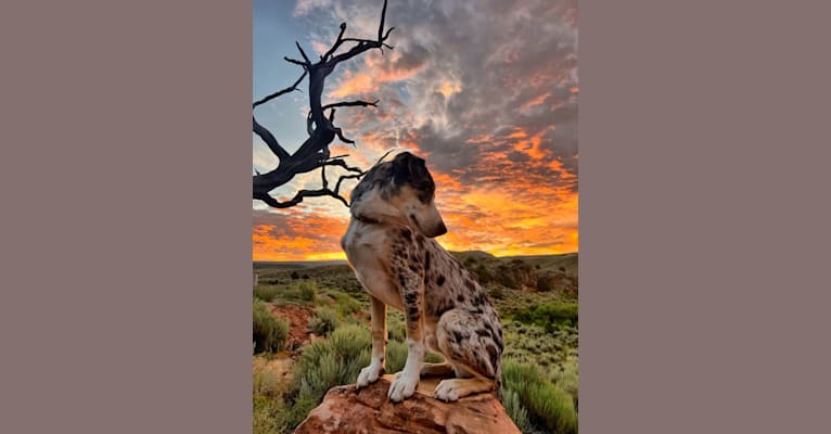IronEye Pancho, a Border Collie and Catahoula Leopard Dog mix tested with EmbarkVet.com