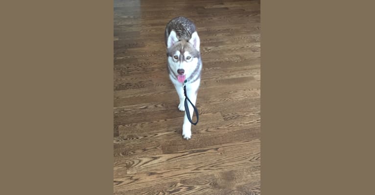 Stru, a Siberian Husky tested with EmbarkVet.com