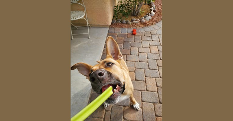 Cleo, a German Shepherd Dog and Boxer mix tested with EmbarkVet.com