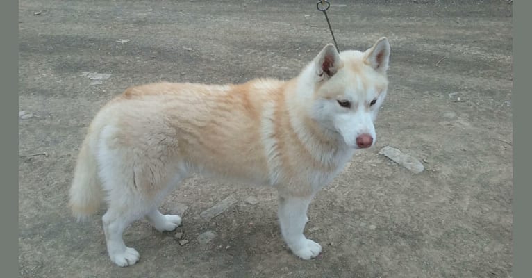 Tikka, a Siberian Husky tested with EmbarkVet.com