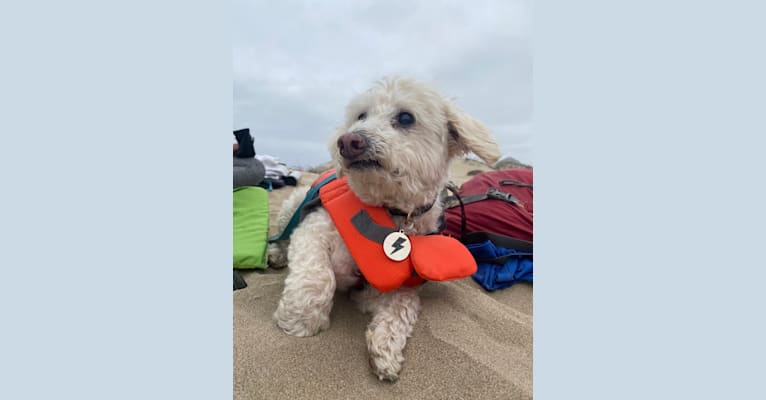 Photo of Bobby McGee, a Poodle (Small), Cocker Spaniel, and Mixed mix in SF, California, USA