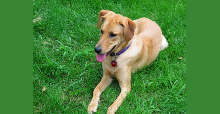 Paisley, a Labrador Retriever and German Shepherd Dog mix tested with EmbarkVet.com