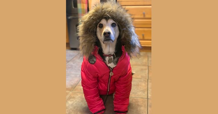 Leia, a Coonhound and Labrador Retriever mix tested with EmbarkVet.com