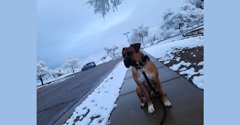 Rambo, a Boerboel tested with EmbarkVet.com