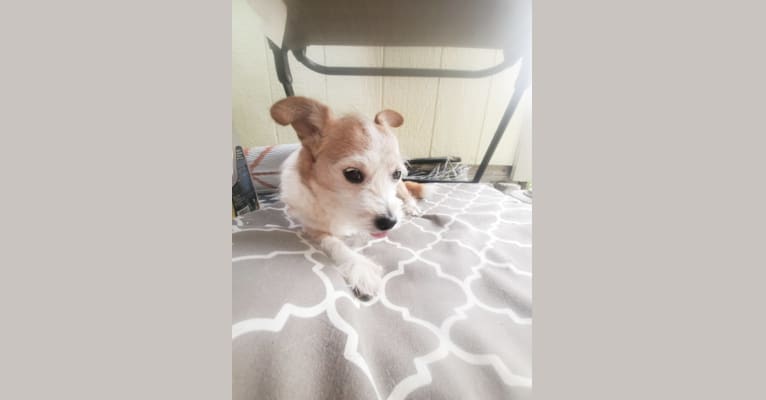 Lola, a Chihuahua and Miniature Schnauzer mix tested with EmbarkVet.com