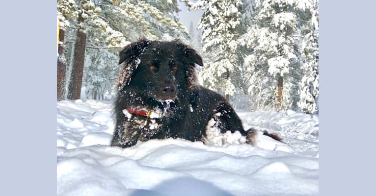 Finn, a Border Collie and American Eskimo Dog mix tested with EmbarkVet.com