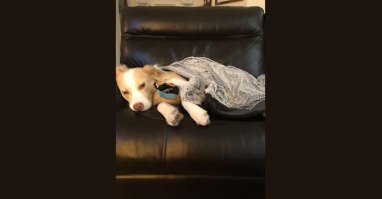 Photo of Sammy, an American Pit Bull Terrier, American Staffordshire Terrier, Siberian Husky, Chihuahua, and Mixed mix in Port Orange, Florida, USA
