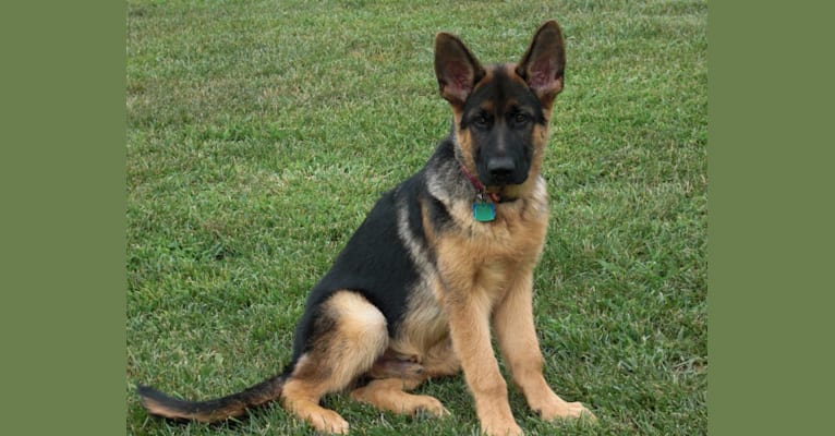 Dodge, a German Shepherd Dog tested with EmbarkVet.com