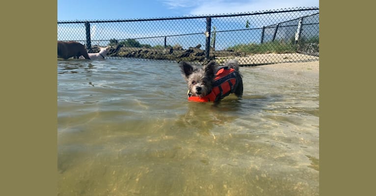 Jack, a Chihuahua and Maltese mix tested with EmbarkVet.com