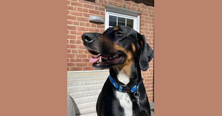 Andy, a Treeing Walker Coonhound and Redbone Coonhound mix tested with EmbarkVet.com
