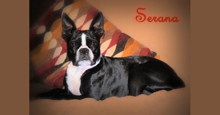 Serana, a Boston Terrier tested with EmbarkVet.com