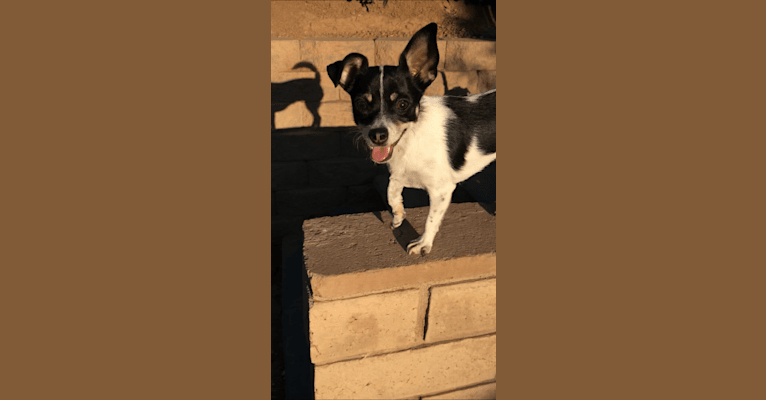 Photo of Morrigan, a Chihuahua, Poodle (Small), Dachshund, and Mixed mix in Palmdale, California, USA